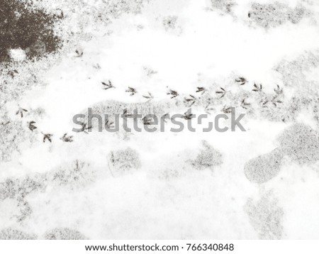 bird tracks on snow-covered asphalt