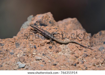 Madeira Wall Lizard (Teira dugesii) 