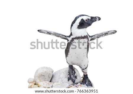 Isolated baby penguin with outstretched wings standing on rocks.
