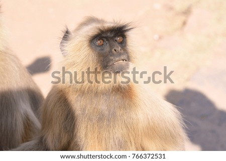 Indian Baboon close up image in various mood.