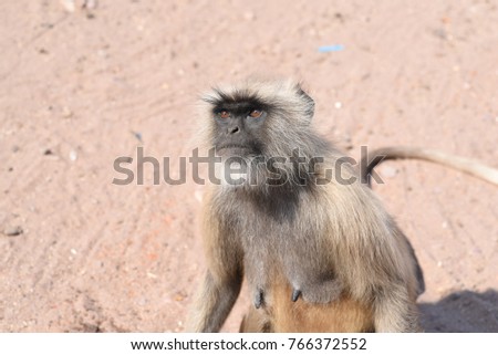 Indian Baboon close up image in various mood.