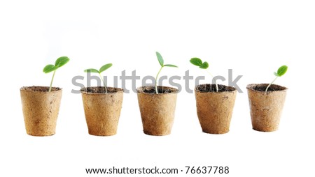 Young fresh seedling stands in peat pots on a white background