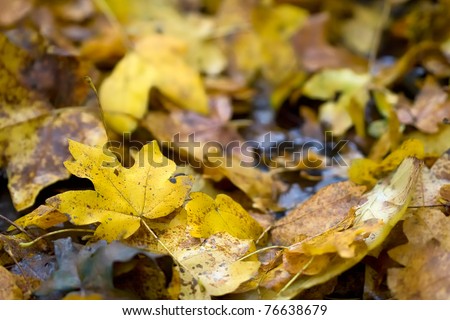 yellow and brown fallen leaves in autumn