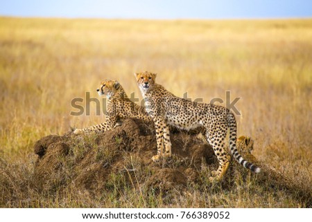 Cheetahs resting on the rock in Serengeti National Park, Tanzania Royalty-Free Stock Photo #766389052