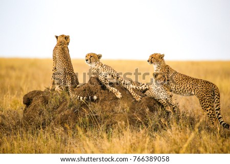 Cheetahs resting on the rock in Serengeti National Park, Tanzania