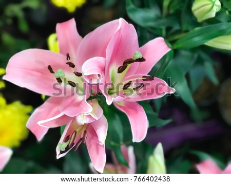 group of pink Lilly flower in the garden 