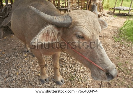 Close up picture of domestic Asian water buffalo.