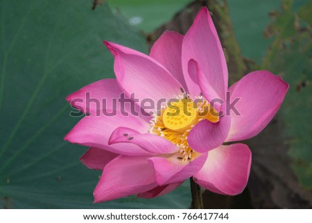Pink lotus flower or water lily background design. Stock photo of closeup a beautiful pink lotus flower is blooming. The background is the pink lotus flowers and yellow lotus bud in a pond in sunshine