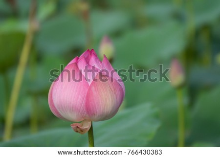 Beautiful flowers background. Beauty blossom pink lotus flower, a yellow pistil with green leaf background in a pond in the early morning