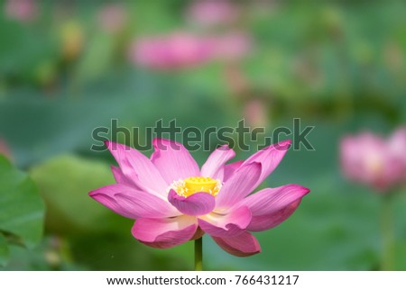 Royalty high quality free stock image of a pink lotus flower. The background is the lotus leaf and pink lotus flower and yellow lotus bud in a pond. Viet Nam. Peace scene in a countryside, Vietnam