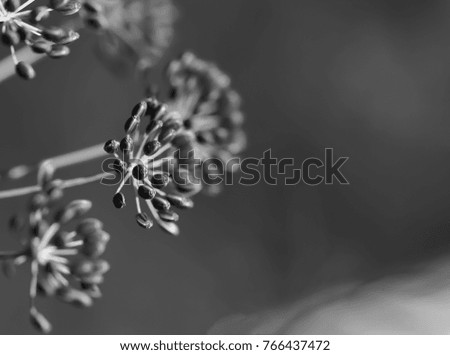 Dry organic dill seeds.Black and white photography.