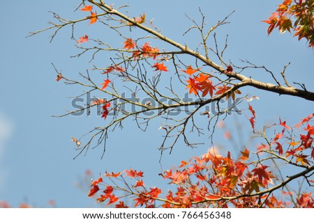 autumn in japan Royalty-Free Stock Photo #766456348