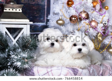 white puppies on christmas background