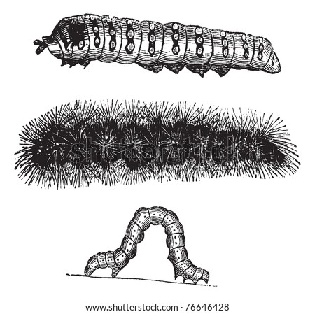 Caterpillar, vintage engraving. Old engraved illustration of the caterpillars of the Indian Moon moth (top), Brush-footed butterfly (center), and Geometer moth (bottom). Trousset encyclopedia.