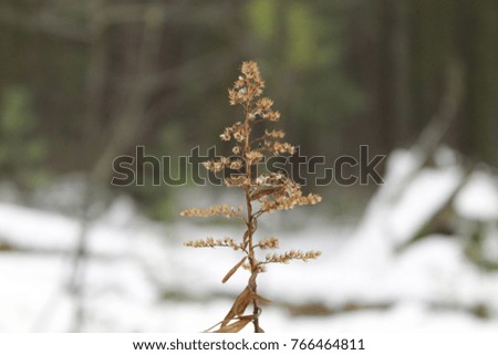 Faded flower in winter