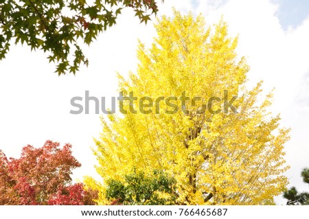 autumn in japan Royalty-Free Stock Photo #766465687