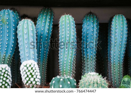 set neon cactus minimal creative stillife