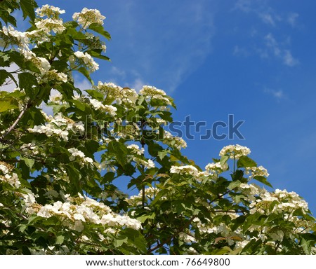 Spring mood. Viburnum blossoms against the blue sky. Taken with the polarization filter, processing minimum, a single exposure, without masks, and a separate editing