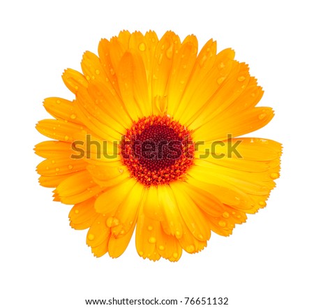 Bright yellow flower with dew drops on petals isolated on a white background. The exact name of a plant: Calendula arvensis.