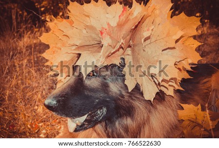 German Shepherd dog in the autumn park