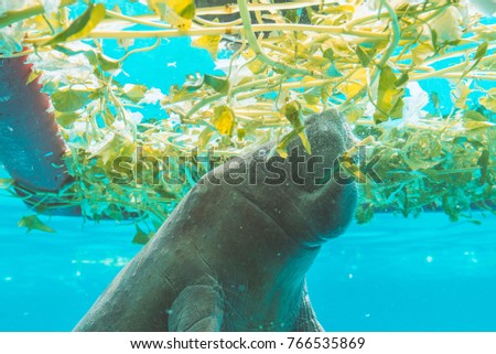 Beside Manatee under water while eating