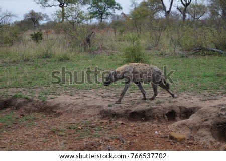 Hyena in Kruger NP, SA