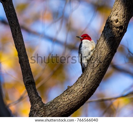 Red Headed woodpecker deep in a boreal forest Quebec, Canada in late autumn.