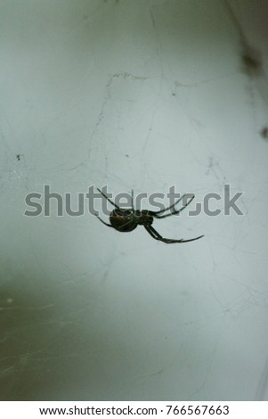 Poison spider on web