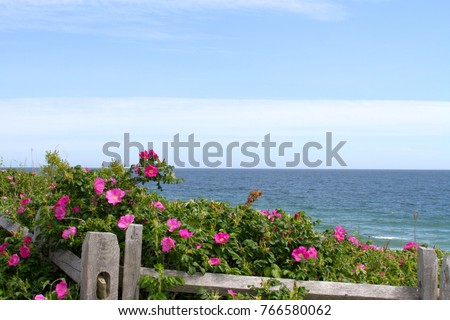 Beach Roses growing wild on the Cape Cod National Seashore