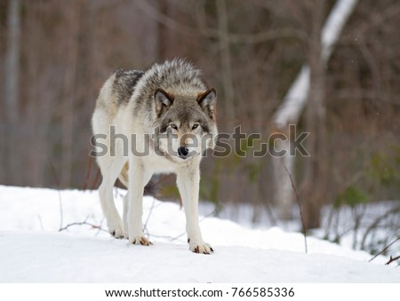 A lone Timber Wolf or Grey Wolf Canis lupus walking in the winter snow looking at the camera in Canada