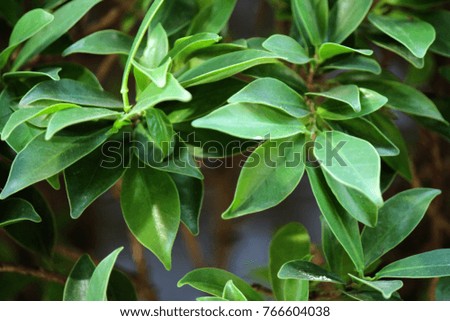 Green leaves in nature