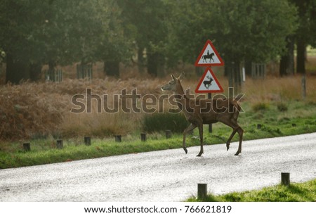 Caution deer crossing the road