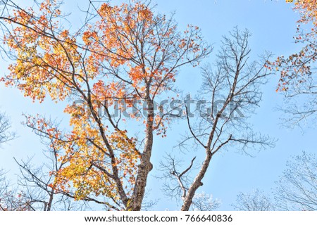 Up view of trees with autumn red, yellow orange foliage leaves isolated against blue sky