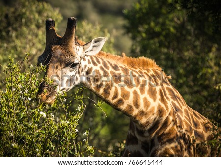 Eastafrican giraffes in Masai Mara safari park in Kenya Africa