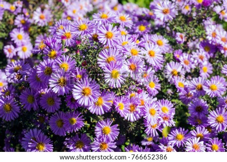 Purple autumn asters with yellow centers.  New York aster (Symphyotrichum novi-belgii)