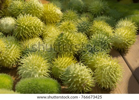 green chestnut fruit