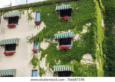 plant grow over a building facade