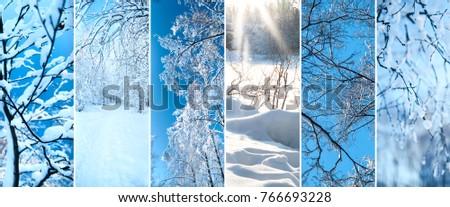 Winter, snow-covered trees and branches, collage, banner on the theme of winter, new year, Christmas forest.