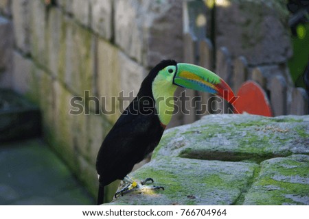A colorful toucan in a zoo