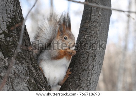 charming red squirrel eating nut