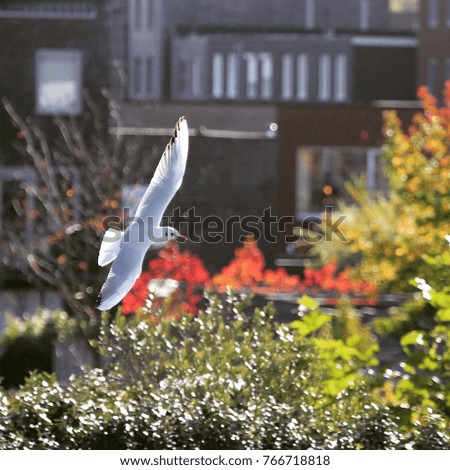 Birds, the Netherlands, gull in flight