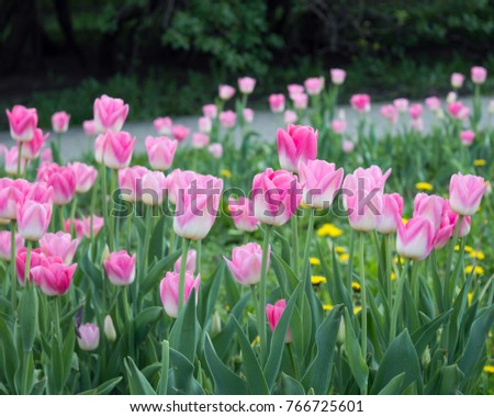 Adorable pink-and-white tulip Triump Dynasty blooming in city park in spring  Royalty-Free Stock Photo #766725601