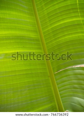 Leaf of a palm tree in close up.