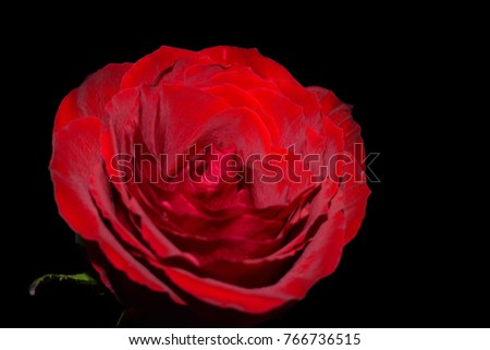 Beautiful Single Red Rose With Black Background.