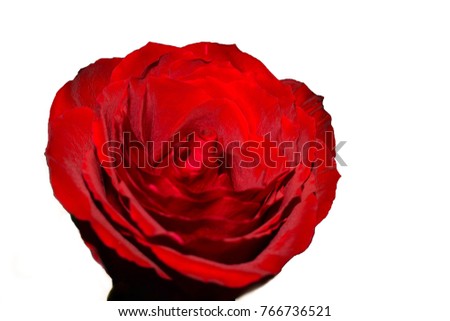 Beautiful Single Red Rose With White Background.