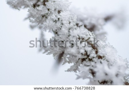 Part of the branches covered with snow 