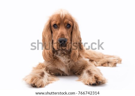 Golden Cocker Spaniel dog laying down isolated against a white background