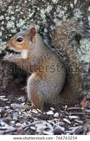 gray american squirrel
