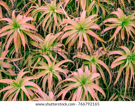 Pink aloe vera plant. Beautiful aloe flowers leaves in the garden for floral pattern and background. Huge bush aloe outdoor. Uneven pattern of the leaves. Funnel-shaped nature. Greenhouse effect. Royalty-Free Stock Photo #766792165