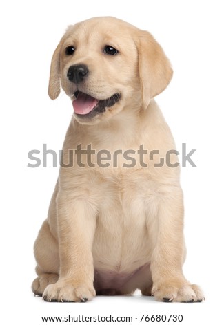Labrador puppy, 7 weeks old, in front of white background Royalty-Free Stock Photo #76680730